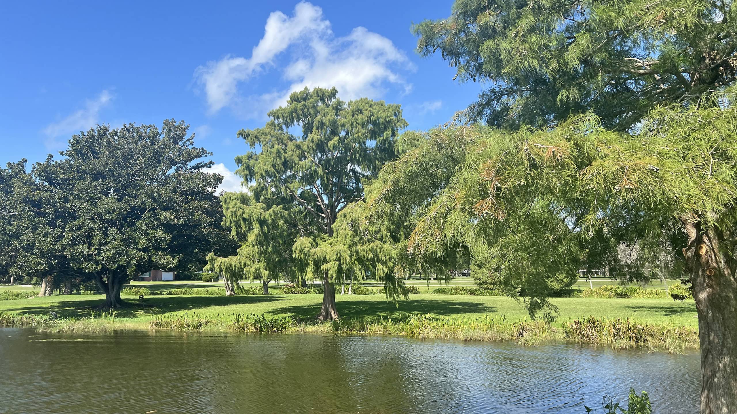 Mature trees on a waterfront