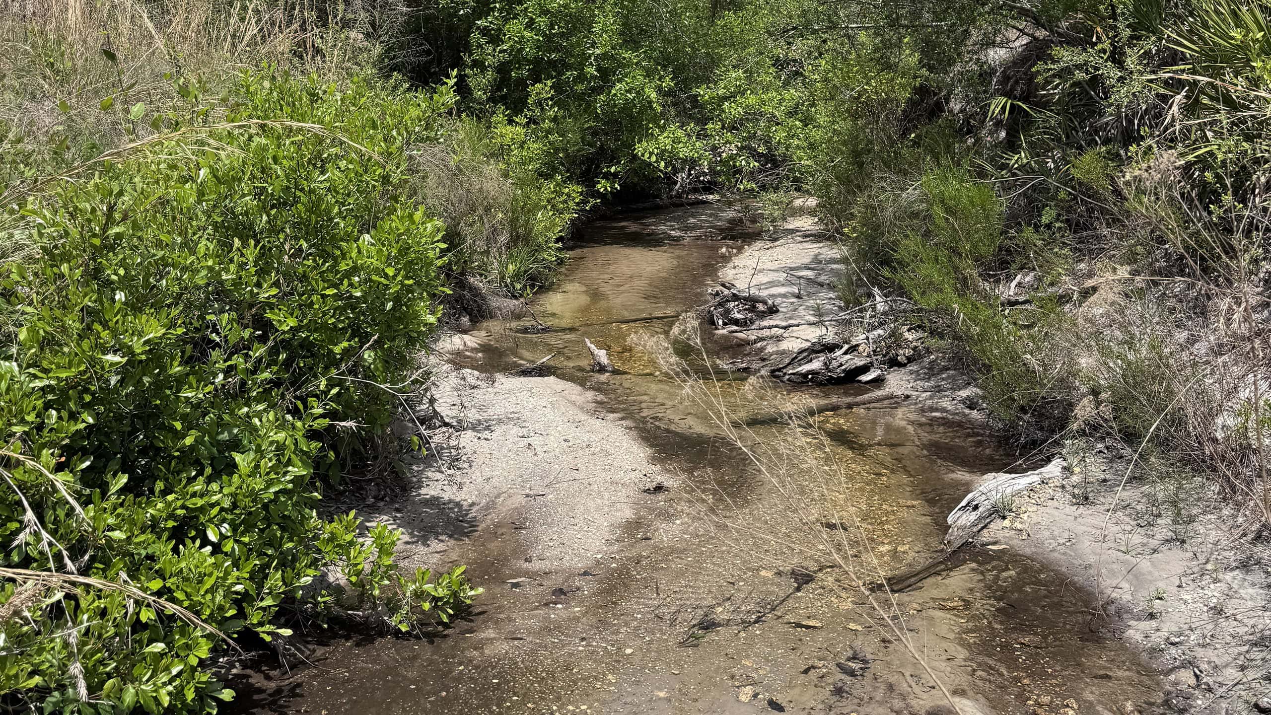 Tannic waterway in a lush forest
