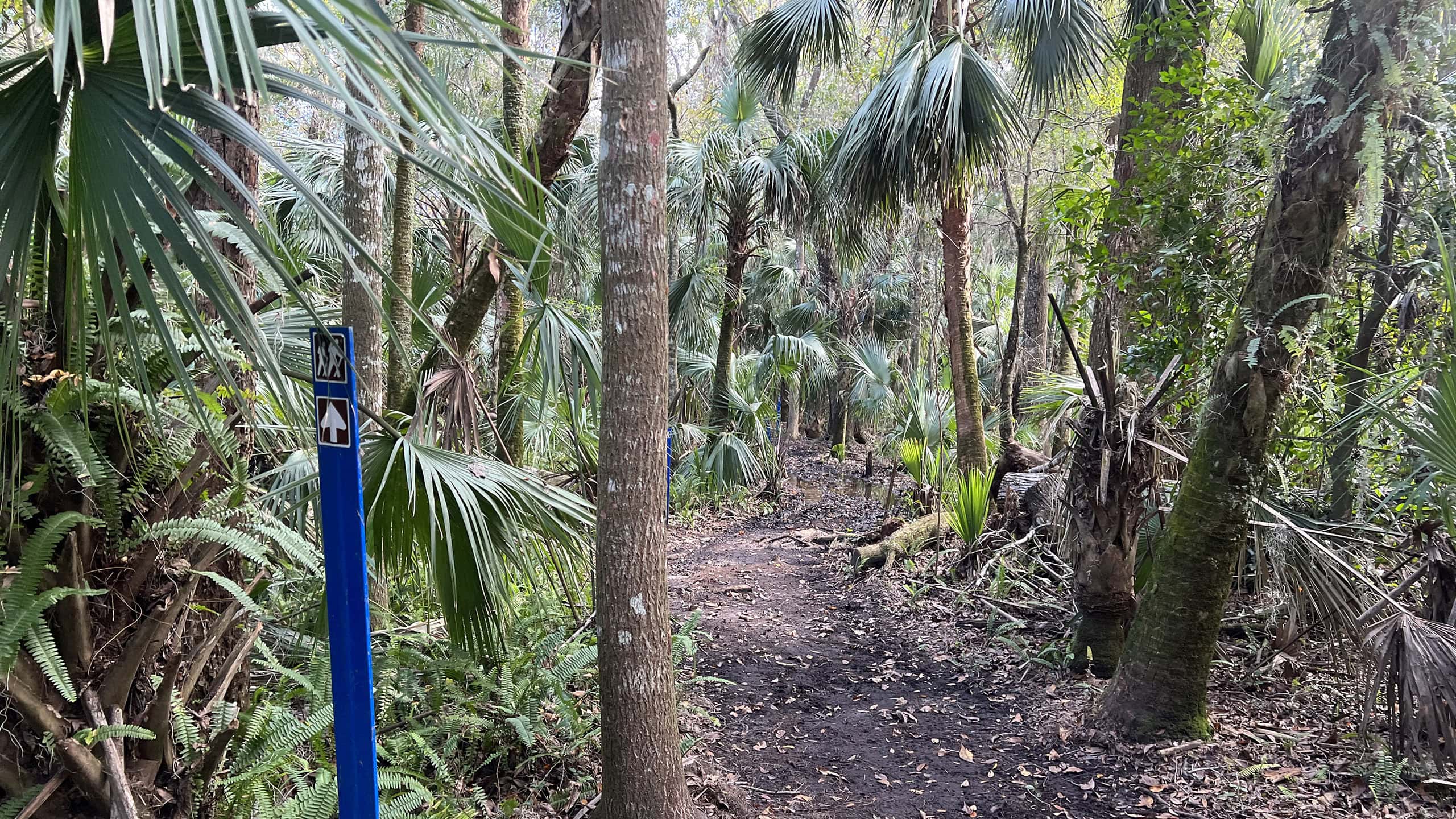 Footpath in hydric hammock