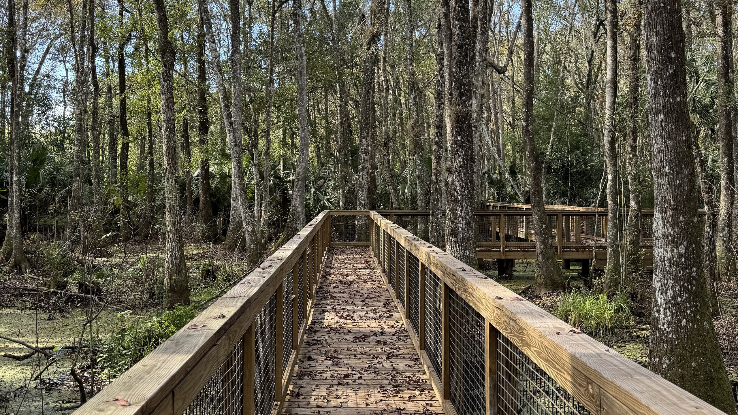 Boardwalk through a swamp forest