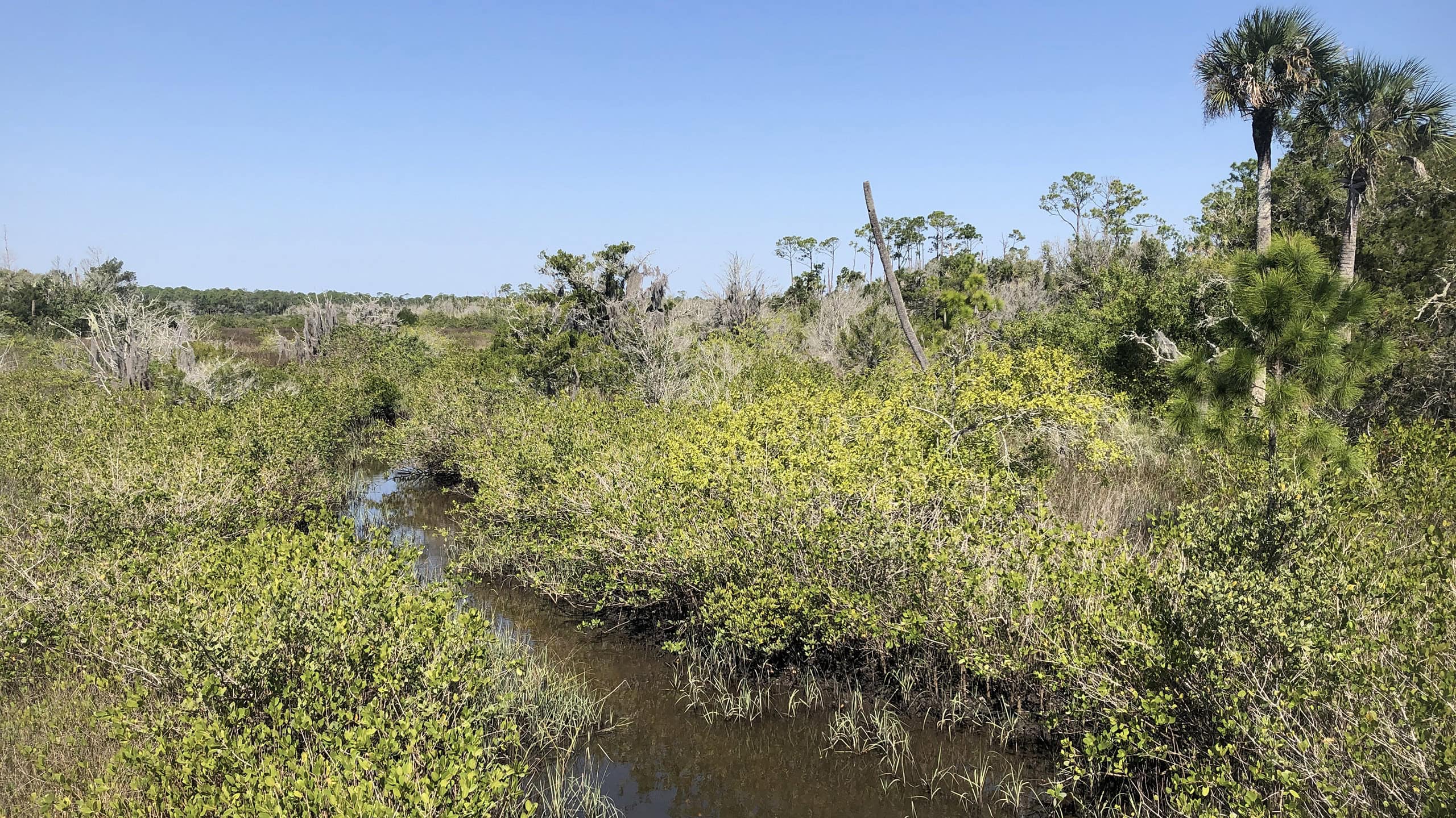 Tidal creek in mangrove forest