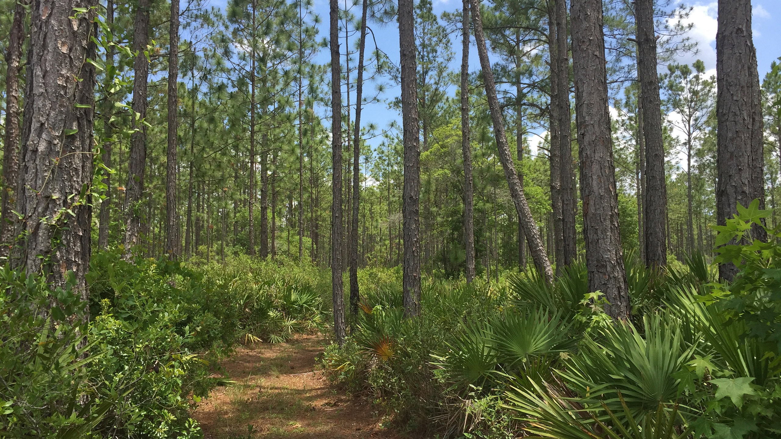 Longleaf pine forest