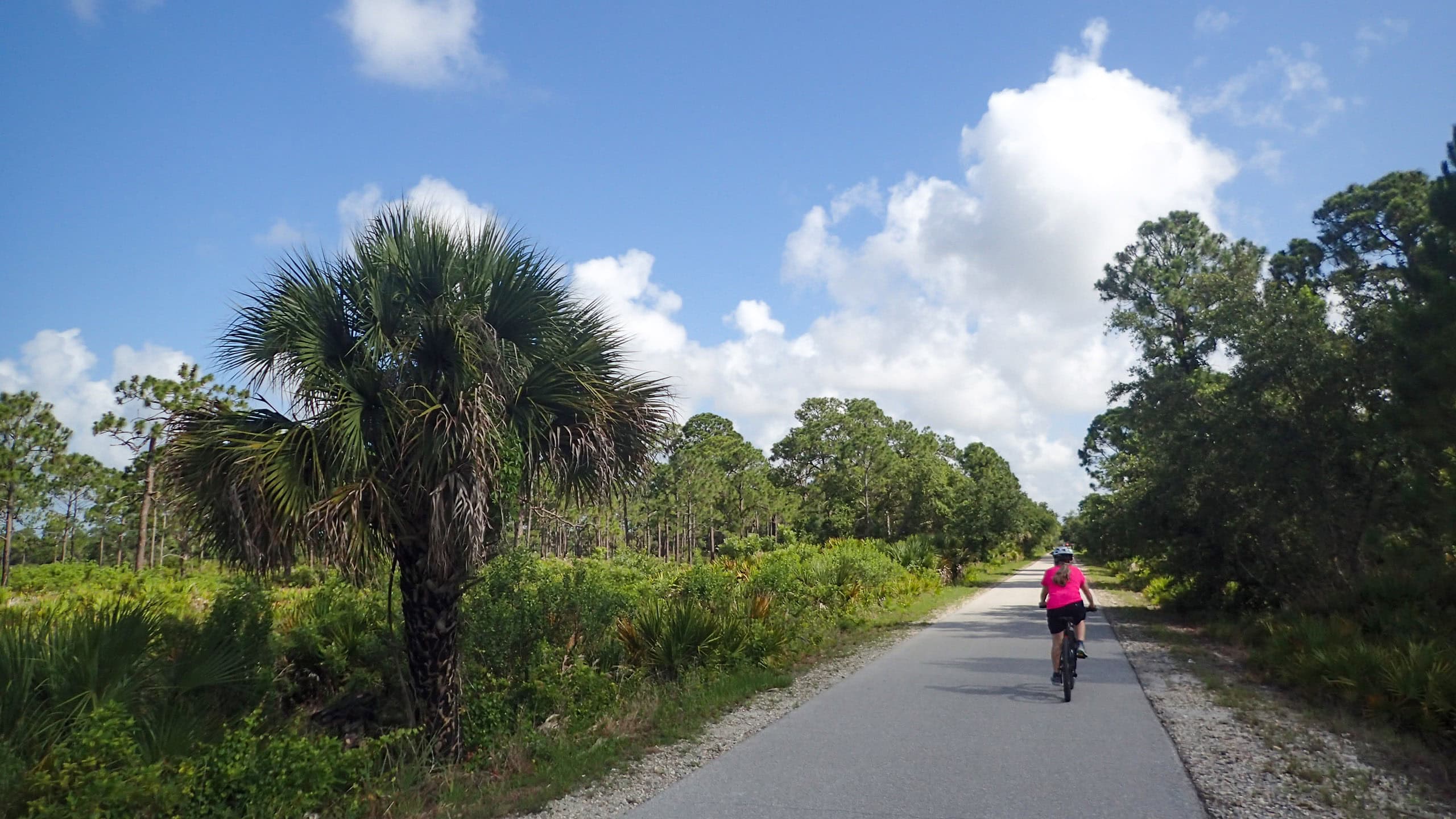 Bike path in pine flatwoods