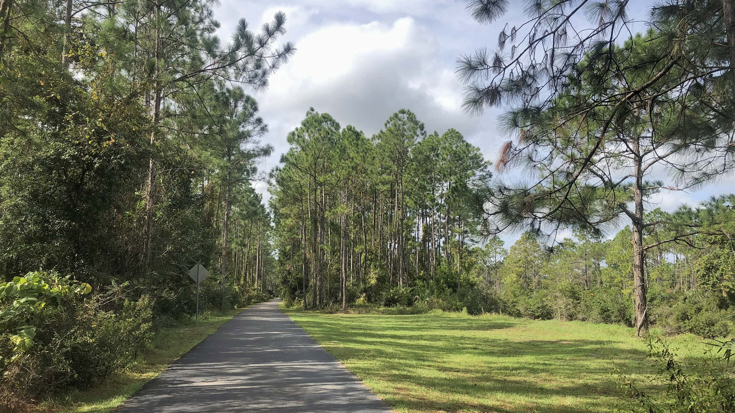 Paved bike path surrounded by pines and grassy slope