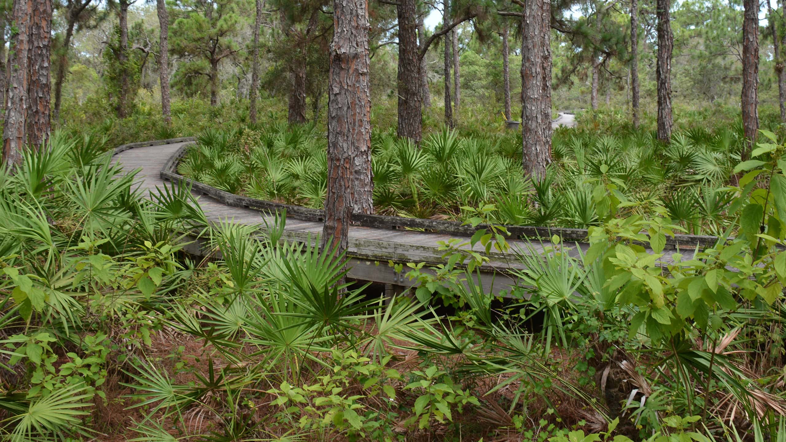 Boardwalk through pine flatwoods