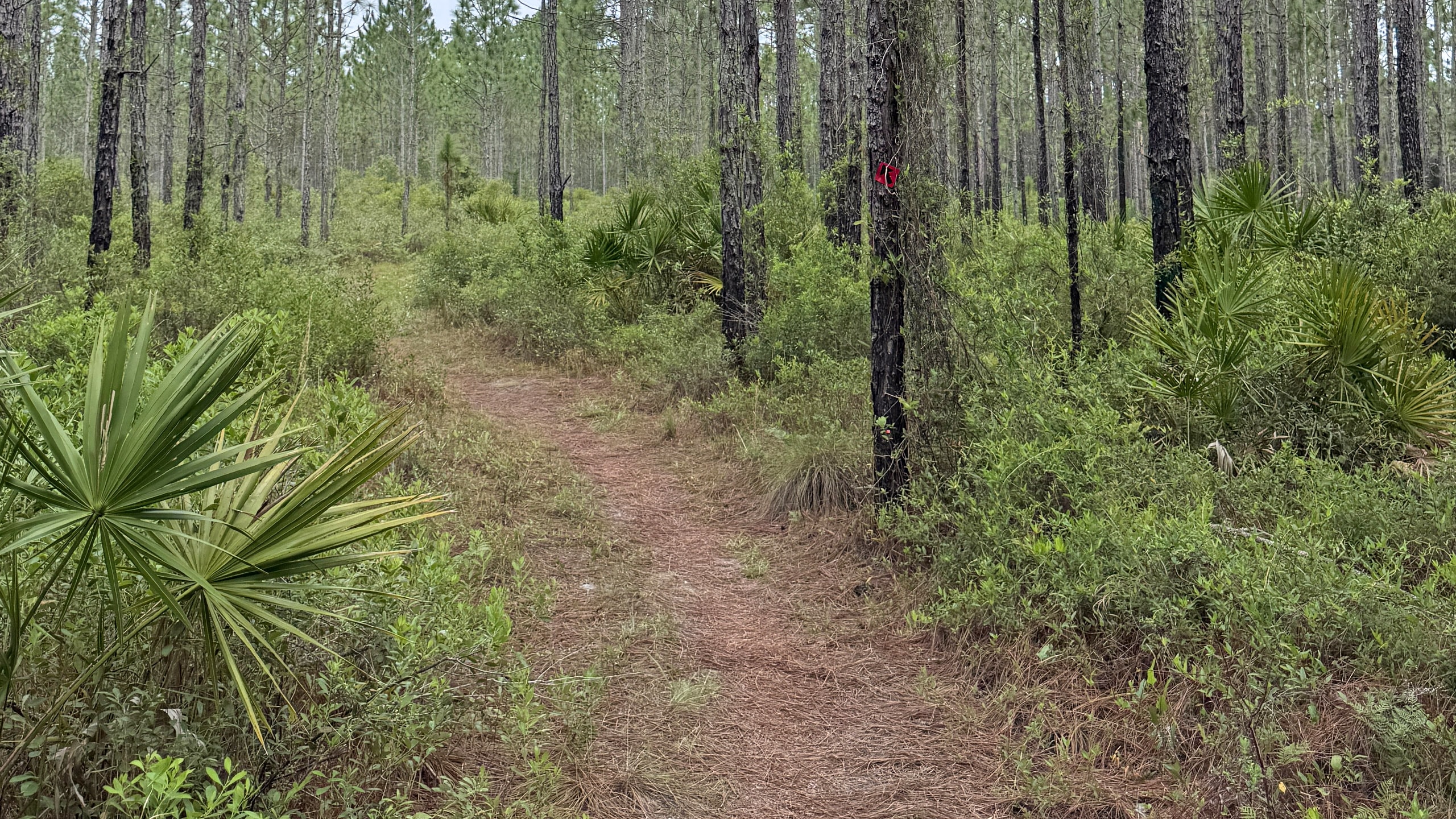 Pine forest with low understory