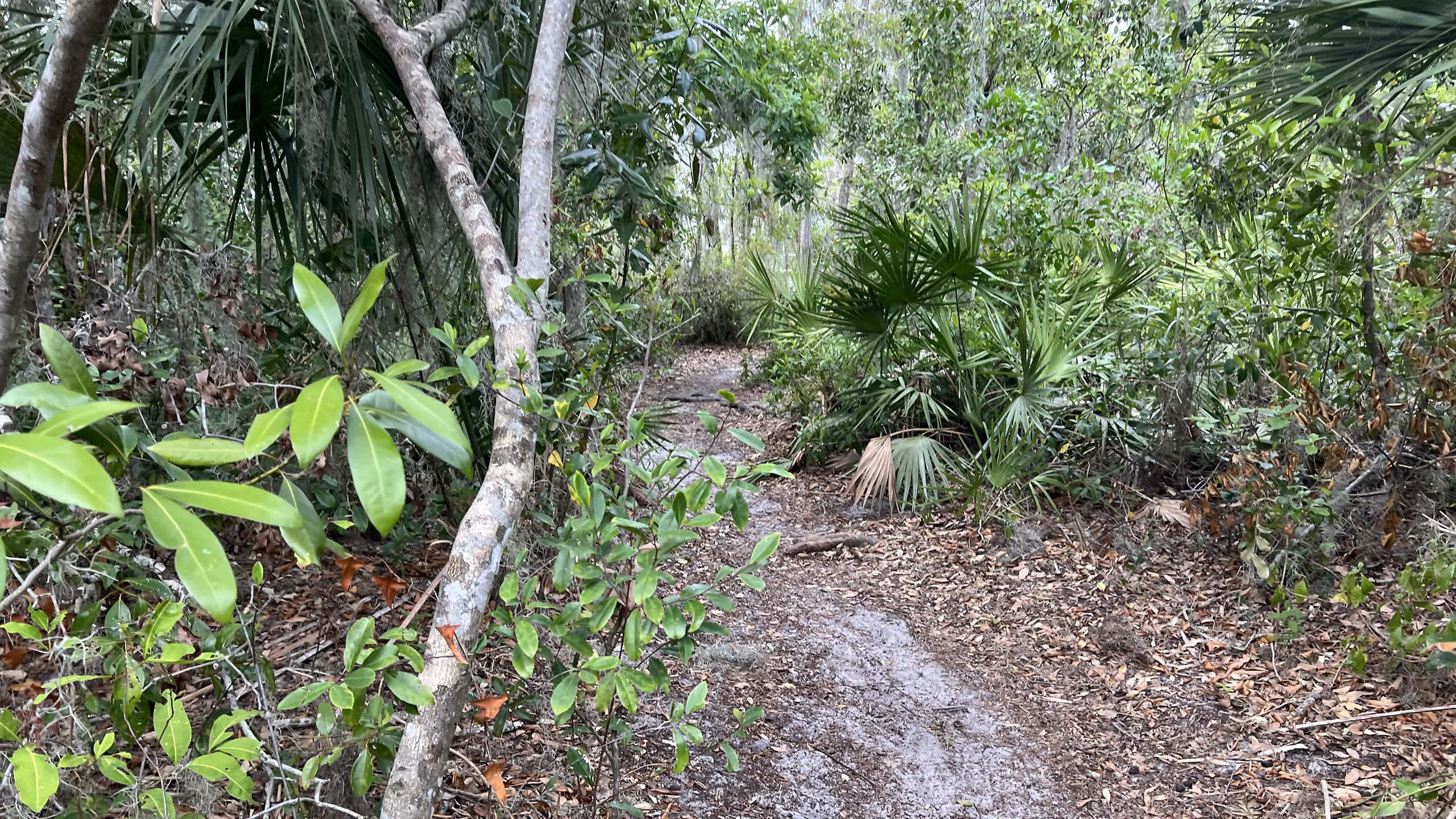 Sand path through a mesic hammock