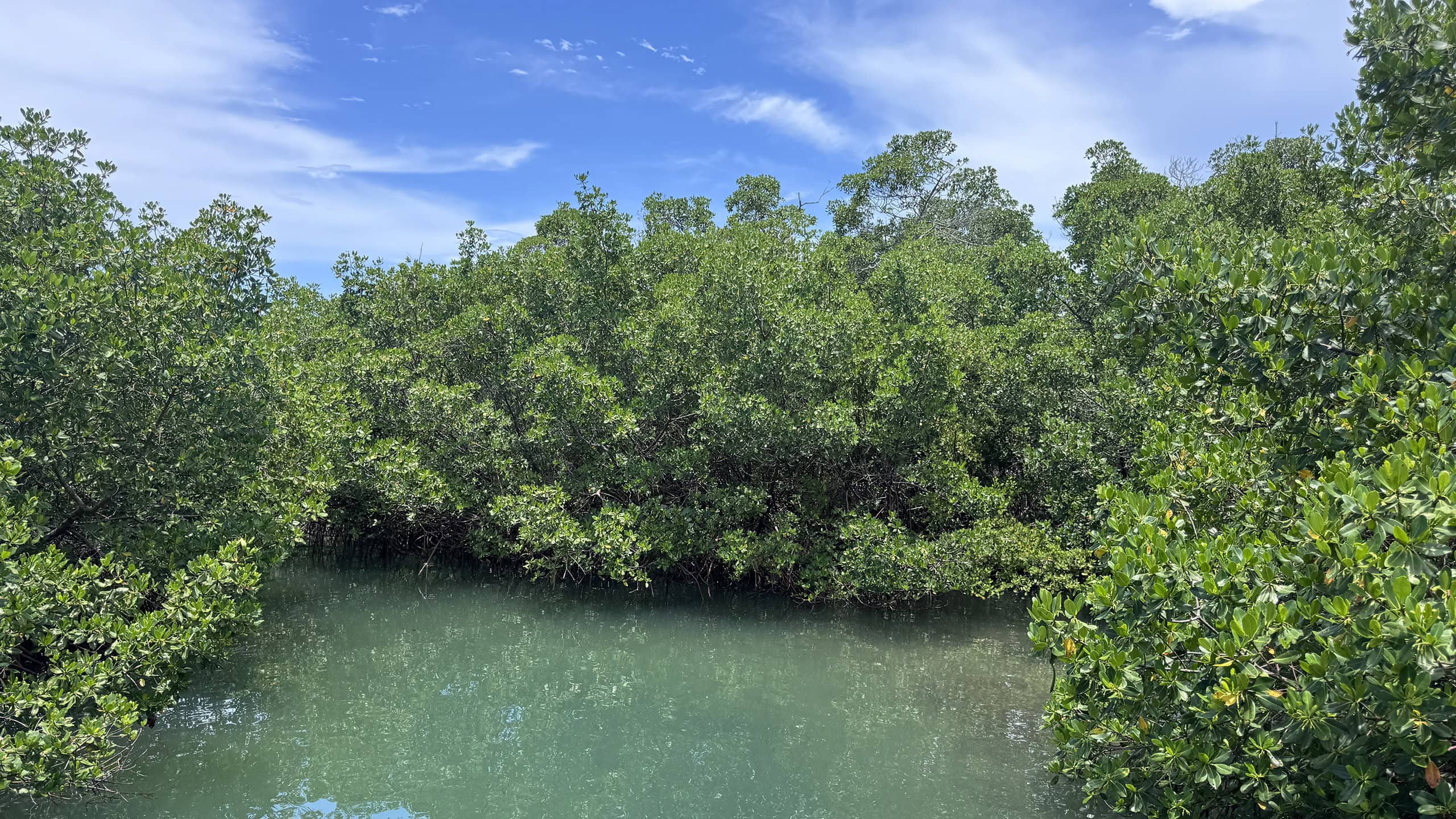 Mangrove lined lagoon