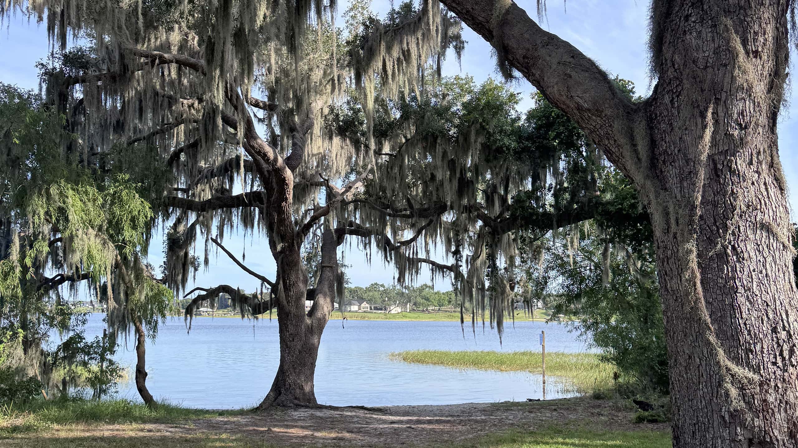 Lakefront framed by live oaks