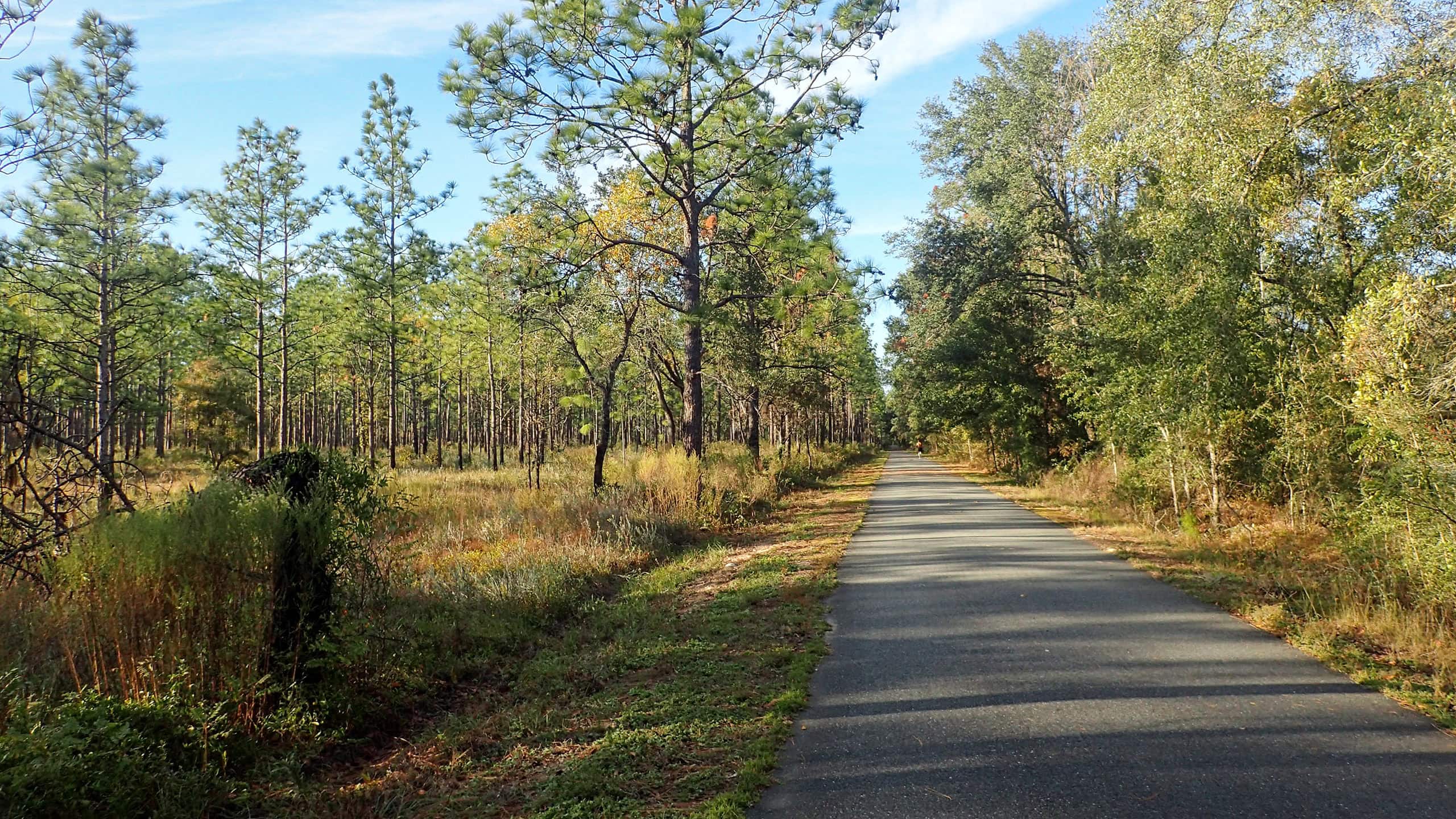 Trail corridor through longleaf pine forest