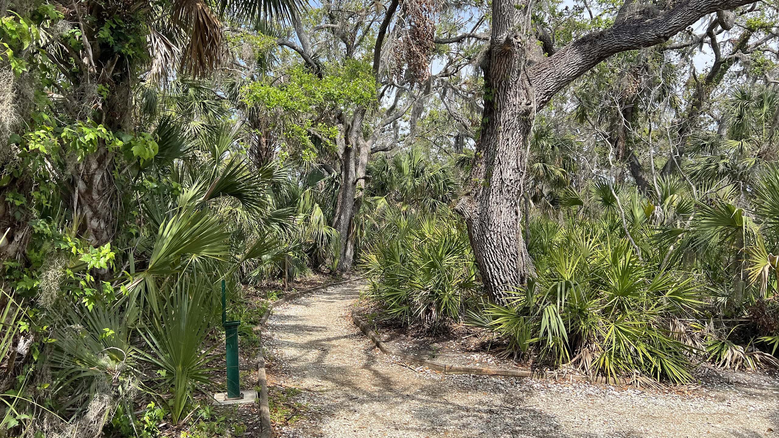 Barrier-free path through lush woods