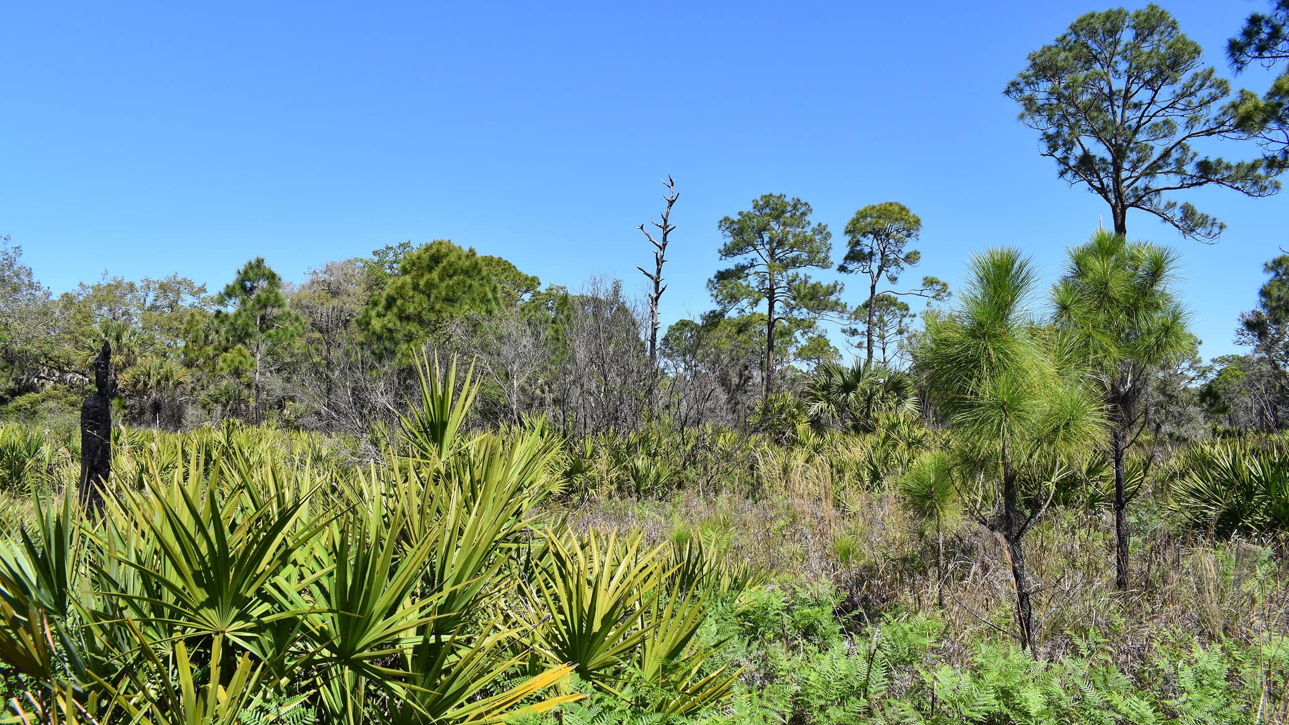 Pine flatwoods
