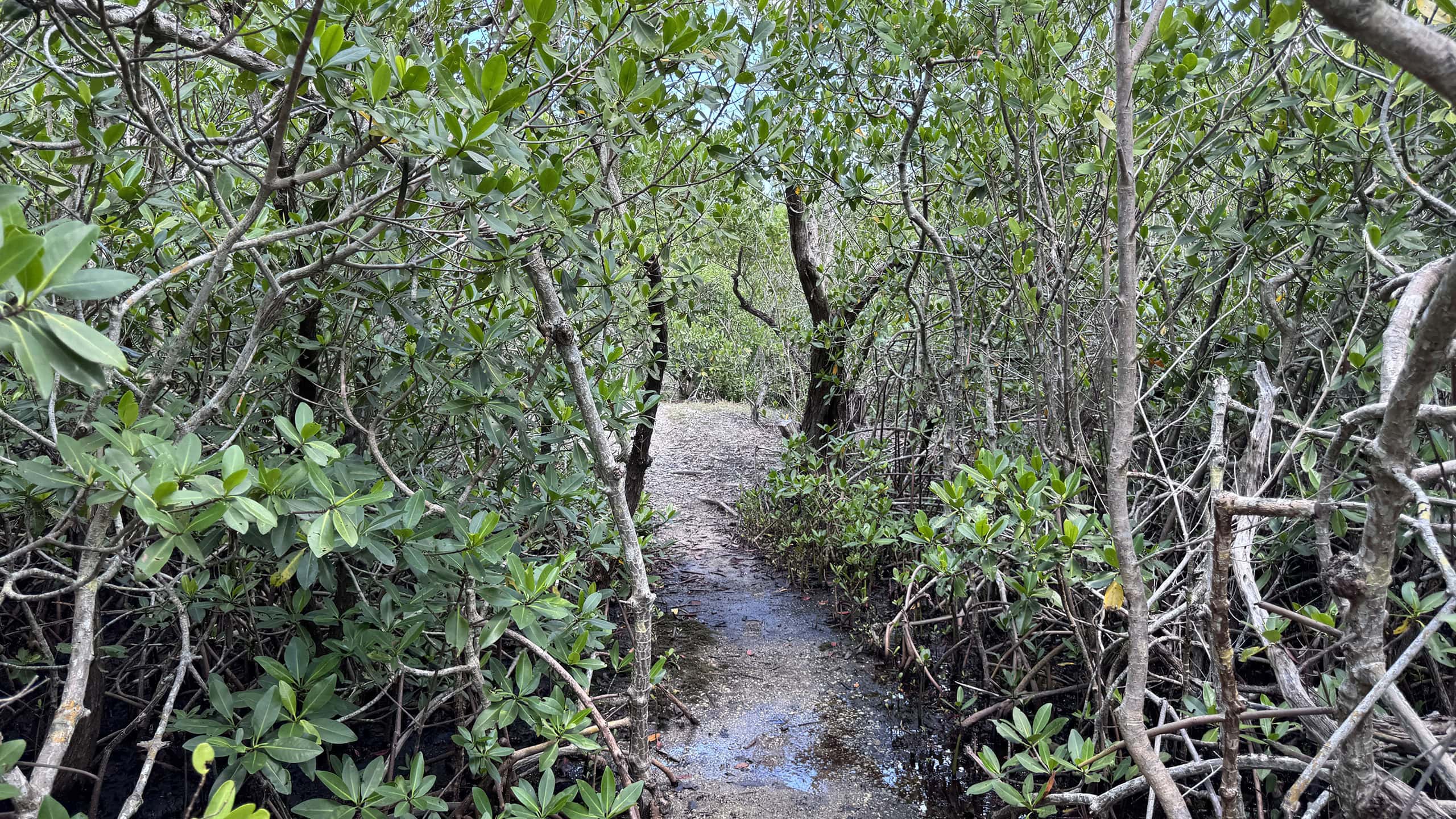 Footpath dipping into dampness amid mangroves